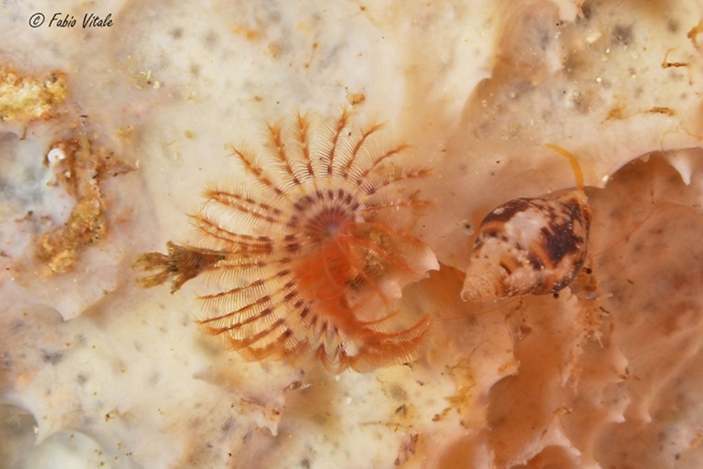 Hydroides ?  S, Hydroides pseudouncinata